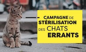 Affiche pour la campagne de stérilisation des chats errants